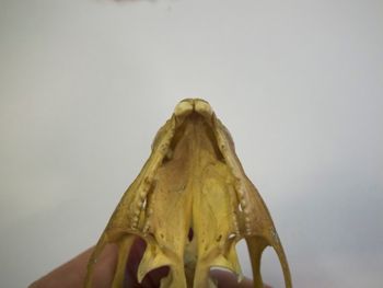 Media type: image;   Herpetology R-4702